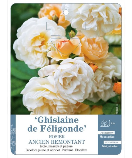 Rosier ancien remontant GHISLAINE DE FELIGONDE