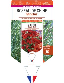 MISCANTHUS sinensis Strictus voir Roseau de Chine