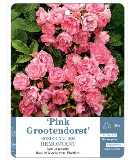 Rosier ancien RUGOSA PINK GROOTENDORST *