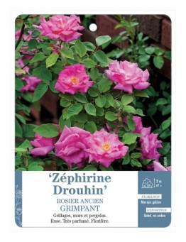 Rosier ancien ZÉPHIRINE DROUHIN Gpt *