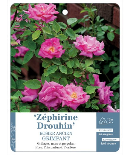 Rosier ancien ZÉPHIRINE DROUHIN Gpt *