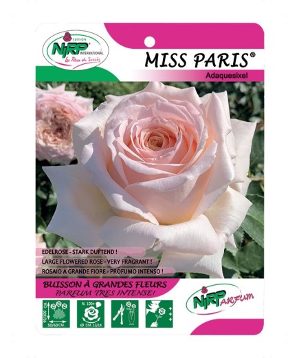Miss Paris® Adaquesixel