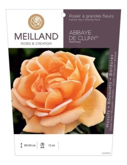 Rosier à grandes fleurs ABBAYE DE CLUNY ® Meibrinpay