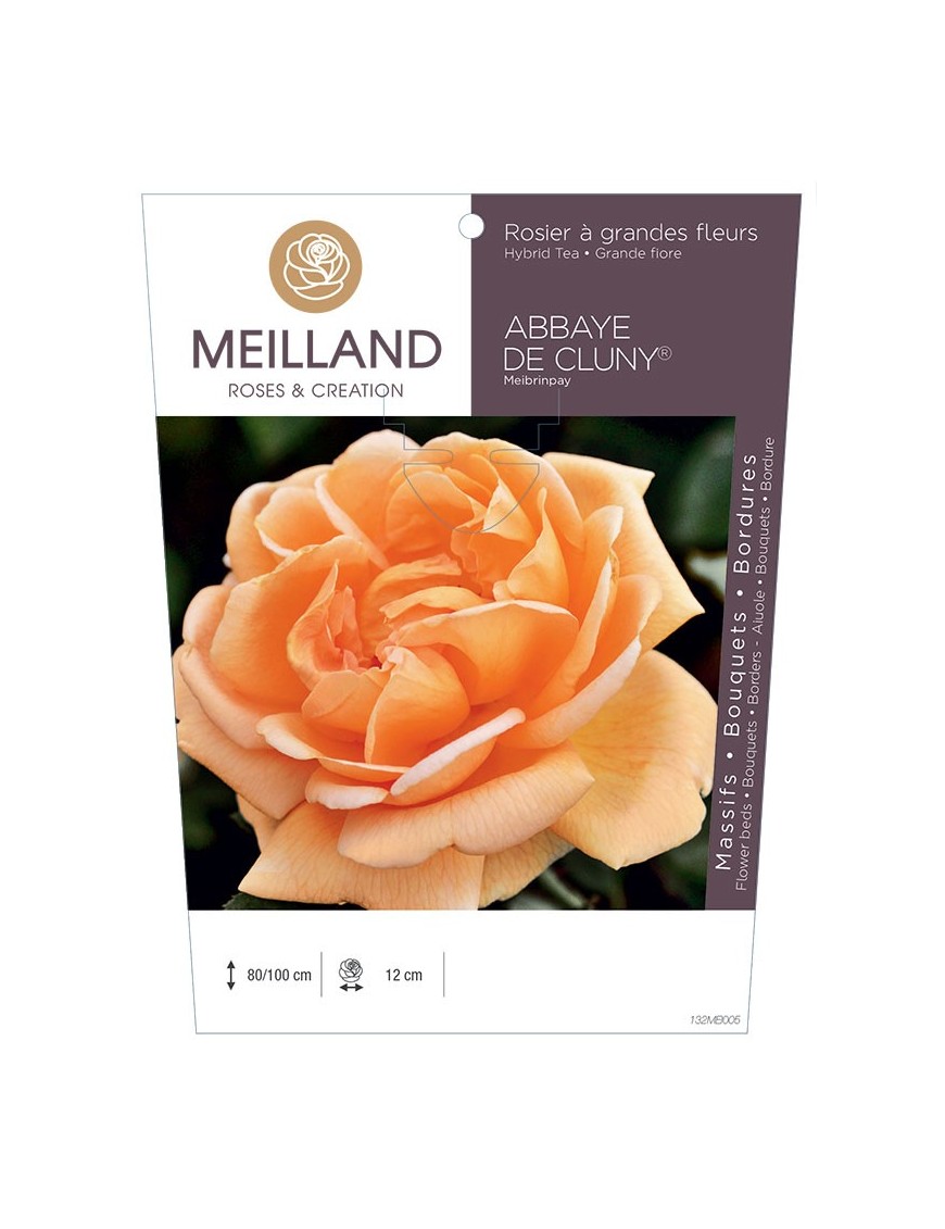 Rosier à grandes fleurs ABBAYE DE CLUNY ® Meibrinpay