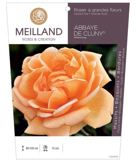 Rosier à grandes fleurs ABBAYE DE CLUNY ® Meibrinpay