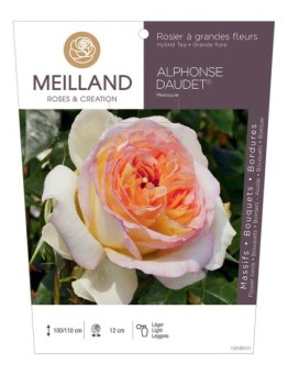 Rosier à grandes fleurs ALPHONSE DAUDET ® Meirouve