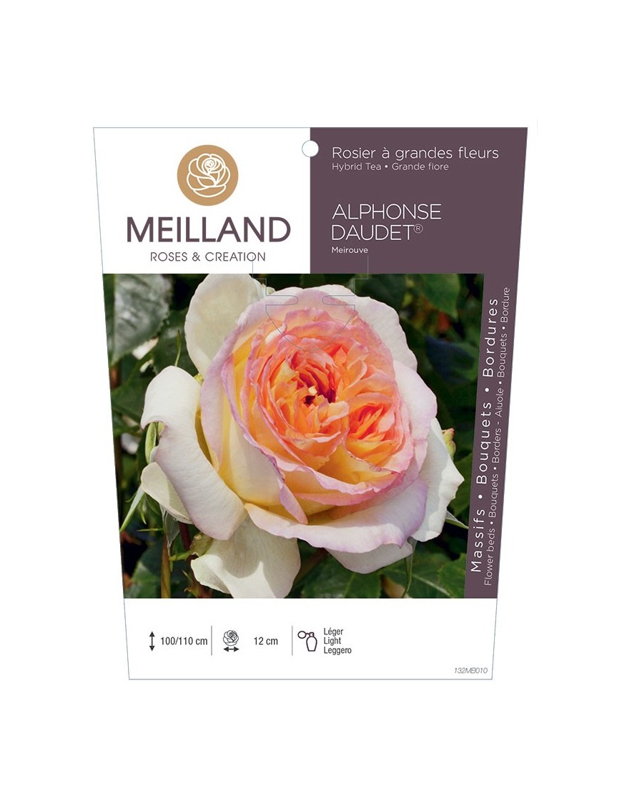Rosier à grandes fleurs ALPHONSE DAUDET ® Meirouve