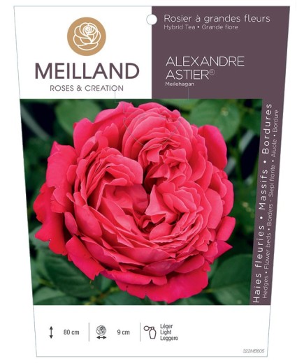 Rosier à grandes fleurs ALEXANDRE ASTIER® Meilehagan
