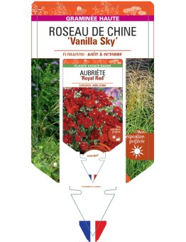 MISCANTHUS sinensis Vanilla Sky voir Roseau de Chine