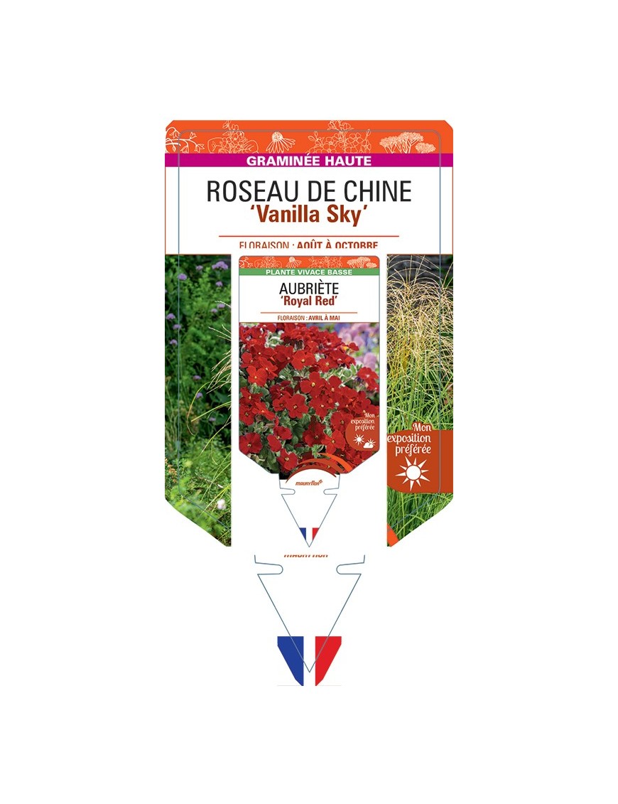MISCANTHUS sinensis Vanilla Sky voir Roseau de Chine