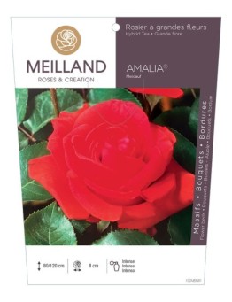 Rosier à grandes fleurs AMALIA ® Meicauf