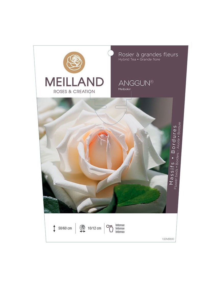 Rosier à grandes fleurs ANGGUN® Meibokir