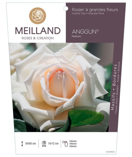 Rosier à grandes fleurs ANGGUN® Meibokir