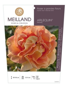 Rosier à grandes fleurs ARLEQUIN ® Meihyago