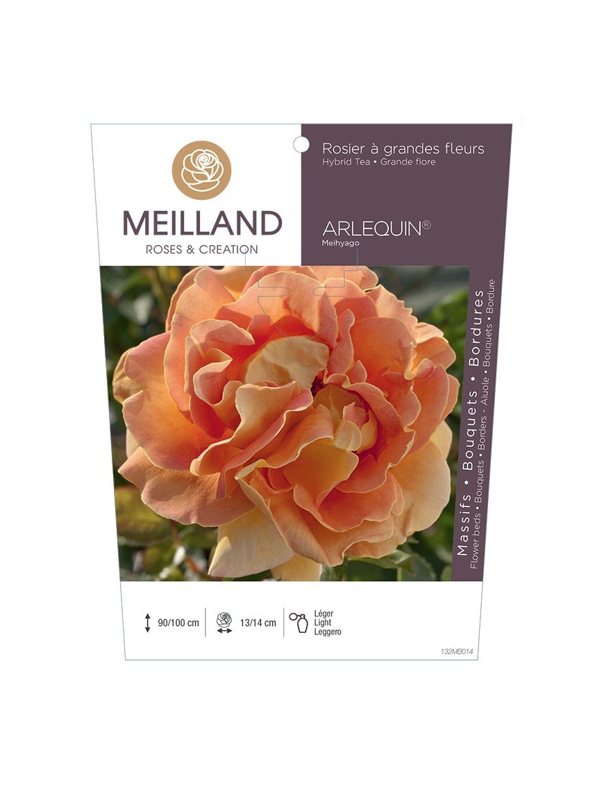 Rosier à grandes fleurs ARLEQUIN ® Meihyago