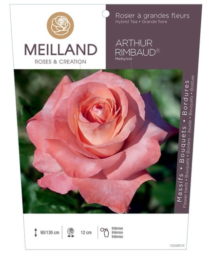 Rosier à grandes fleurs ARTHUR RIMBAUD ® Meihylvol