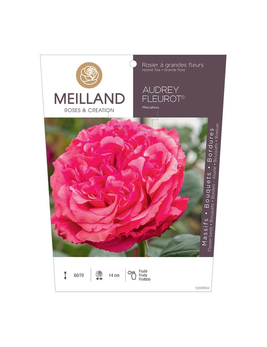 Rosier à grandes fleurs AUDREY FLEUROT ® Meicatess