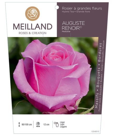 Rosier à grandes fleurs AUGUSTE RENOIR ® Meitoifar