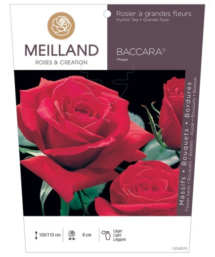 Rosier à grandes fleurs BACCARA ® Meiger