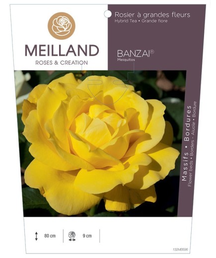 Rosier à grandes fleurs BANZAI ® Meiquitos