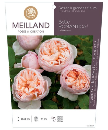 Rosier à grandes fleurs BELLE ROMANTICA ® Meigapencey