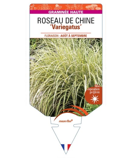 MISCANTHUS sinensis Variegatus voir Roseau de Chine