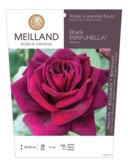Rosier à grandes fleurs Black PERFUMELLA ® Meizhoro