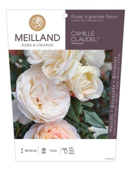 Rosier à grandes fleurs CAMILLE CLAUDEL ® Meiroguste