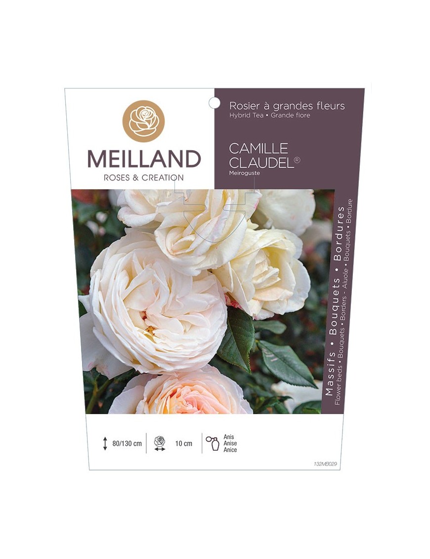 Rosier à grandes fleurs CAMILLE CLAUDEL ® Meiroguste