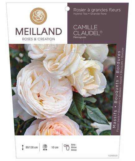 Rosier à grandes fleurs CAMILLE CLAUDEL ® Meiroguste