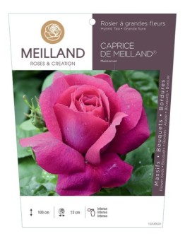 Rosier à grandes fleurs CAPRICE DE MEILLAND ® Meisionver