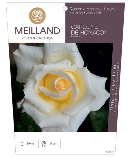Rosier à grandes fleurs CAROLINE DE MONACO ® Meipierar