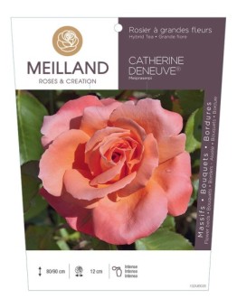 Rosier à grandes fleurs CATHERINE DENEUVE ® Meipraserpi