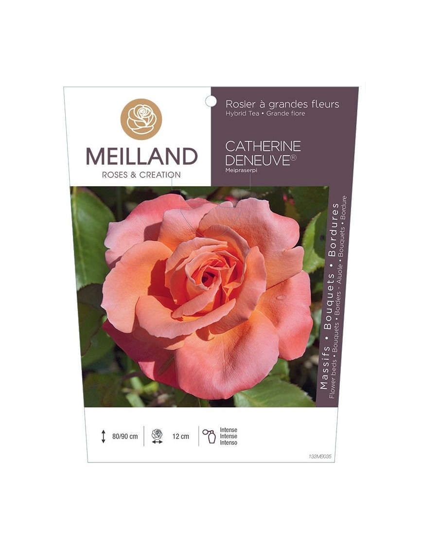 Rosier à grandes fleurs CATHERINE DENEUVE ® Meipraserpi