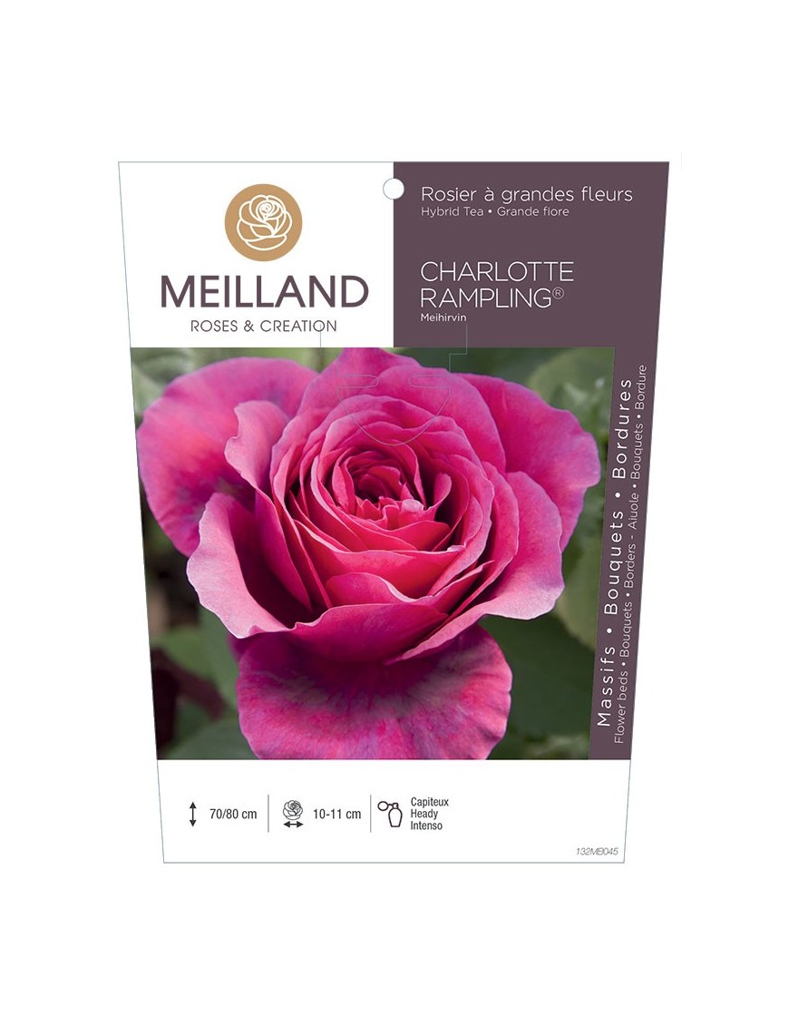 Rosier à grandes fleurs CHARLOTTE RAMPLING ® Meihirvin