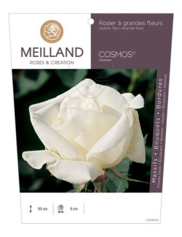 Rosier à grandes fleurs COSMOS ® Comsan