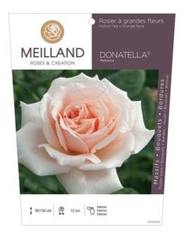 Rosier à grandes fleurs DONATELLA ® Meikerira