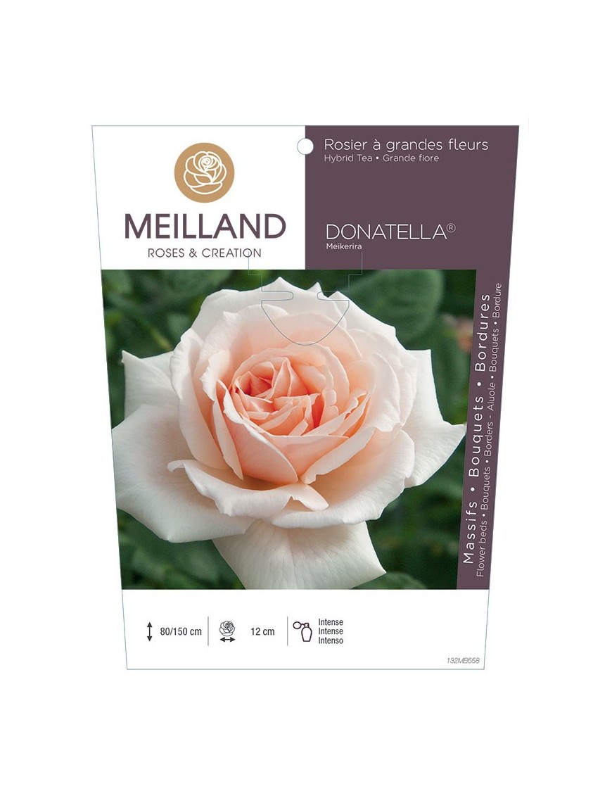 Rosier à grandes fleurs DONATELLA ® Meikerira