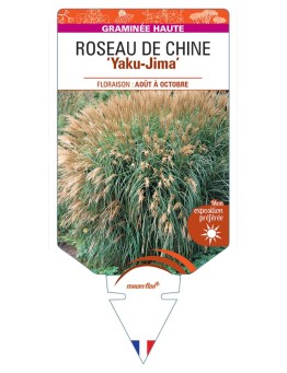 MISCANTHUS sinensis Yaku-Jima voir Roseau de Chine