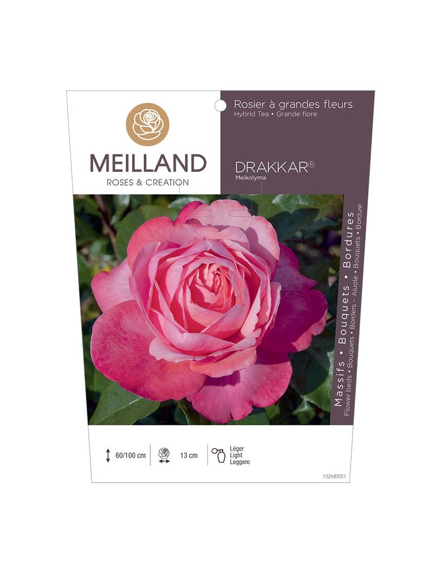 Rosier à grandes fleurs DRAKKAR ® Meikolyma
