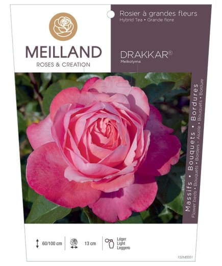 Rosier à grandes fleurs DRAKKAR ® Meikolyma