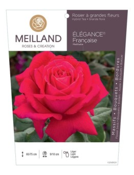 Rosier à grandes fleurs ELEGANCE Française ® Meithatie