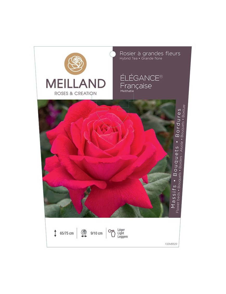 Rosier à grandes fleurs ELEGANCE Française ® Meithatie