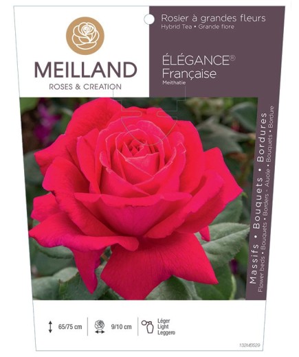 Rosier à grandes fleurs ELEGANCE Française ® Meithatie
