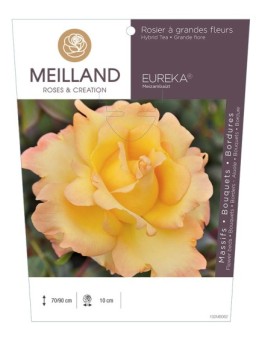 Rosier à grandes fleurs EUREKA ® Meizambaizt
