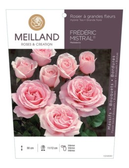 Rosier à grandes fleurs FRÉDÉRIC MISTRAL ® Meitebros