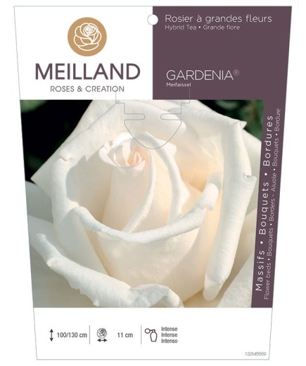 Rosier à grandes fleurs GARDENIA ® Meifaissel