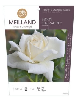 Rosier à grandes fleurs HENRI SALVADOR ® Richoilier
