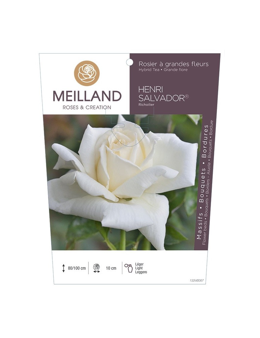 Rosier à grandes fleurs HENRI SALVADOR ® Richoilier