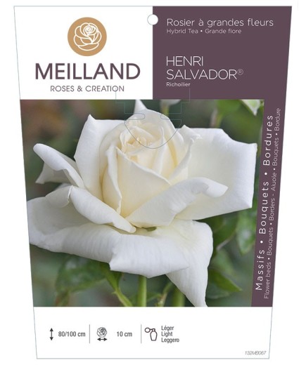 Rosier à grandes fleurs HENRI SALVADOR ® Richoilier